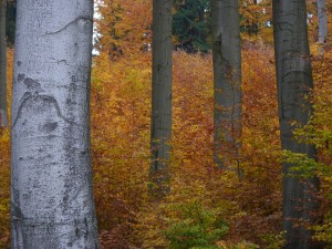 Herbstwald_Wald&Holz