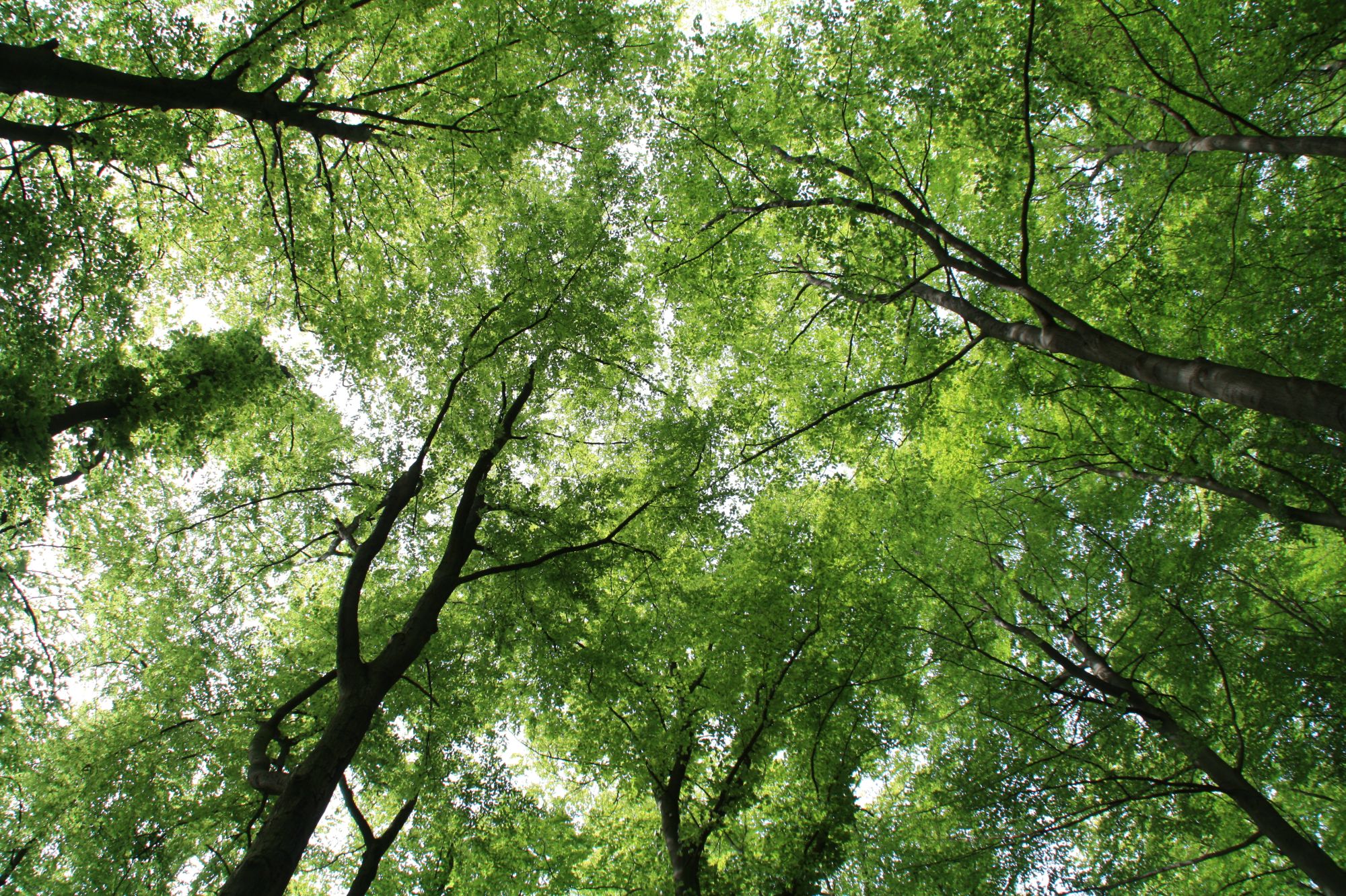 Waldbegehung der Grünen mit Förster im Naturschutzgebiet Prövenholz in Steinhausen