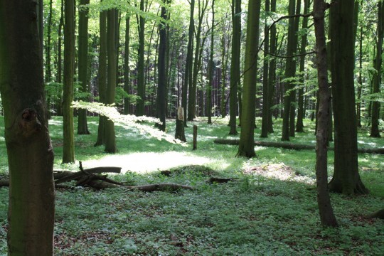 naturschatz buchenwälder owl _web