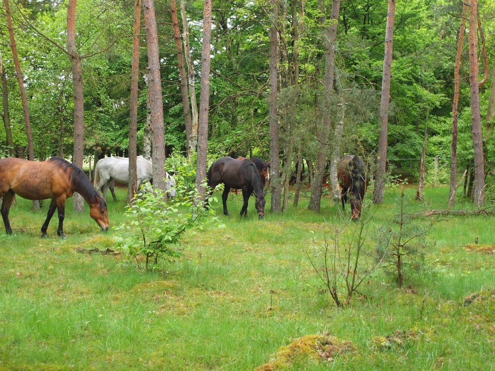 Grüne in freier Wildbahn – Grüner Nationalparktag führt in die Moosheide