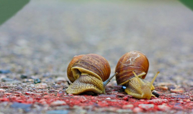 Schneckentempo bei städtischem Photovoltaik-Ausbau – Fraktion: Stadt verspielt Klimaschutzinvestitionen