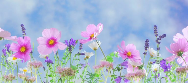 Ideenklau gegen das Insektensterben – Hövelhofer CDU übernimmt grünen Wildblumenwiesen-Antrag