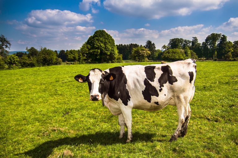 Faktencheck zum CDU-Tierschutz