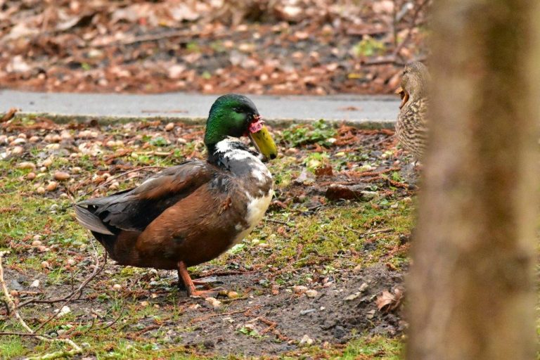 Was ist an den Fischteichen passiert, um die Enten zu schützen? – Grünen fragen im BPU nach