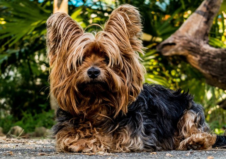 Versorgung der Stadtteile und Quartiere mit Behältern für Hundekotbeutel und Mülleimern