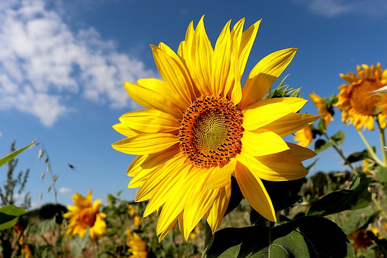 Eine Sonnenblume vor blauem himmel, logo der grünen ratsfraktion paderborn