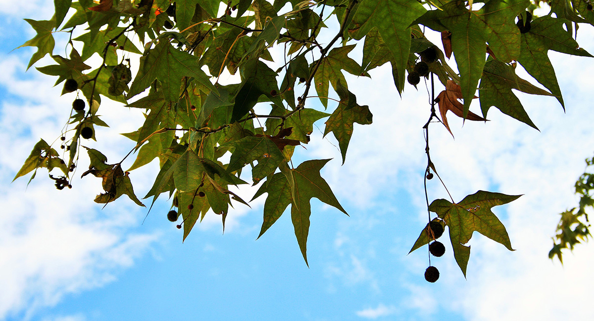 Die Blätter und Früchte einer Platane mit dem Himmel im Hintergrund.