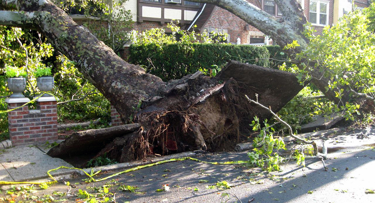 Durch einen umgestürzten Baum hoch gedrückte Gehwegplatten mit Häusern im Hintergrund.