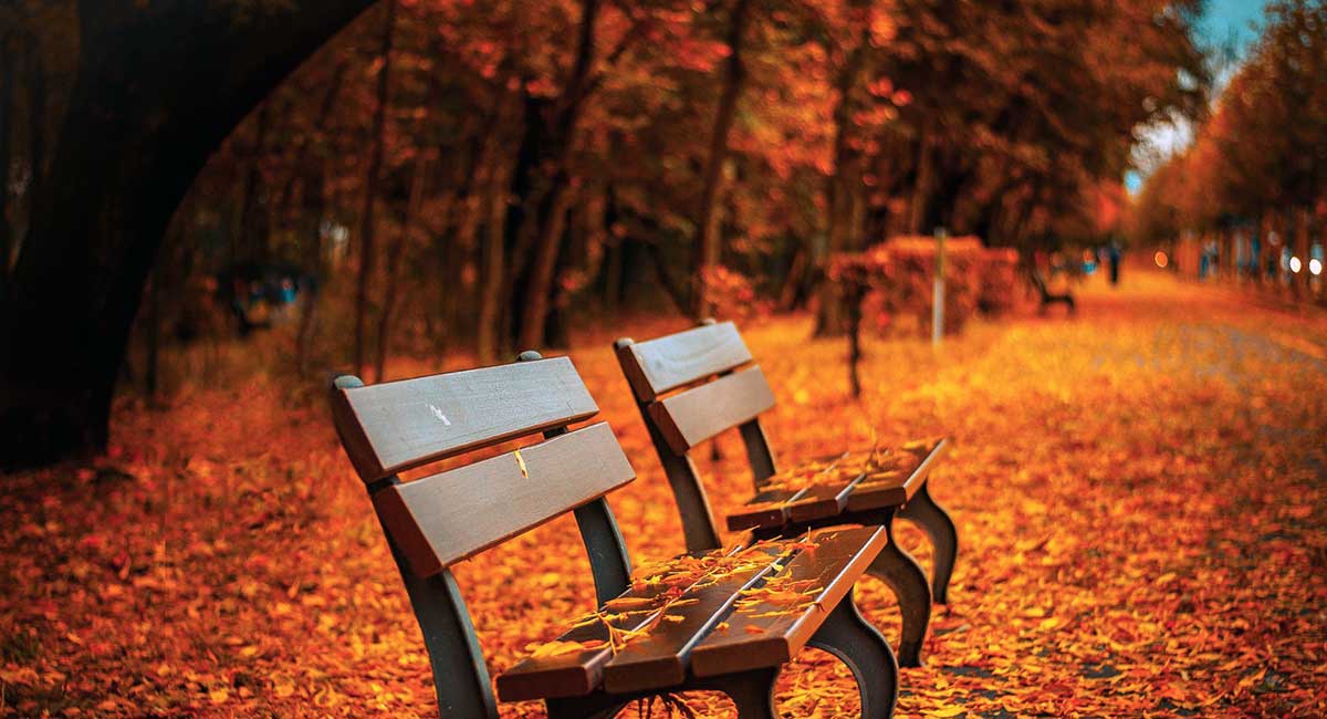 Bänke und ein Weg voller Laub am Rande eines herbstlichen Parks.