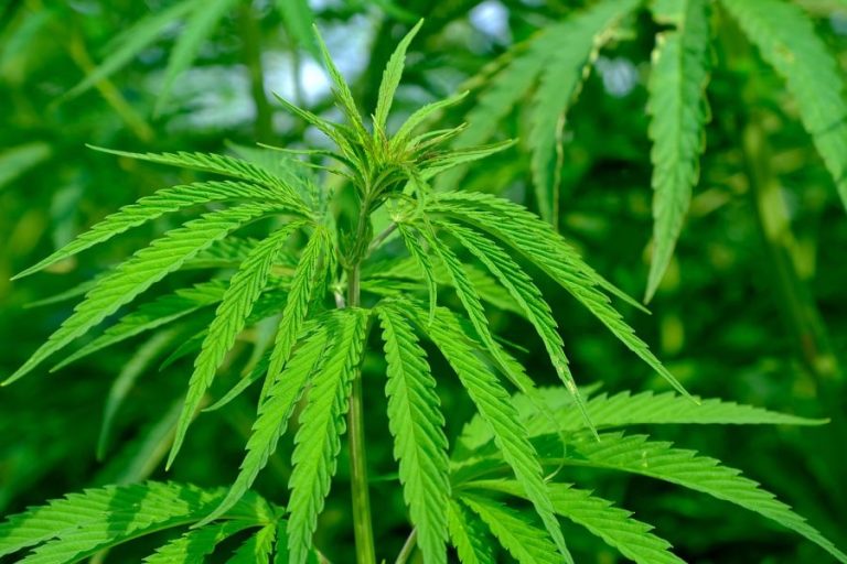 Grüne diskutieren mit Cannabis-Experten Dr. Ingo-Ilja Michel über Legalisierung von Cannabis