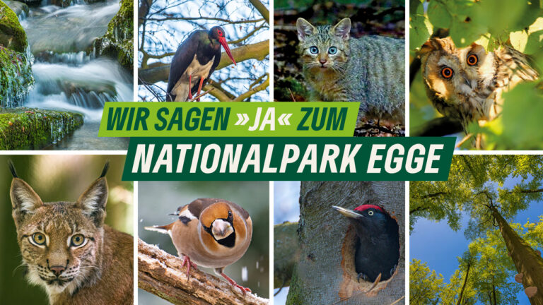 Eine Collage aus schützenswerte Tieren und Pflanzen mit dem Slogan „Wir sagen Ja zum Nationalpark Egge.“