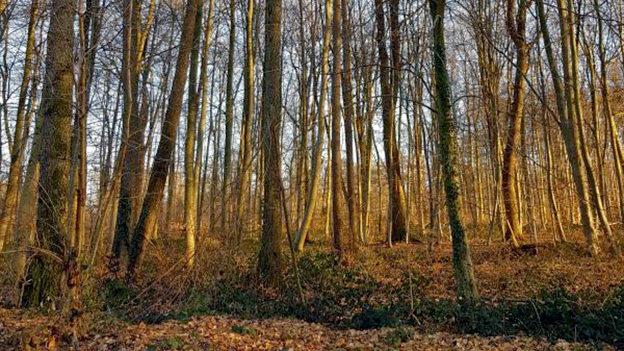 Laubwald in Wewer