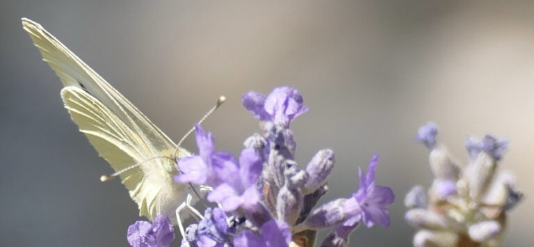 Kreis Paderborn beschließt umfassende Biodiversitätsstrategie – Grüne Initiative setzt Meilenstein für Natur- und Klimaschutz