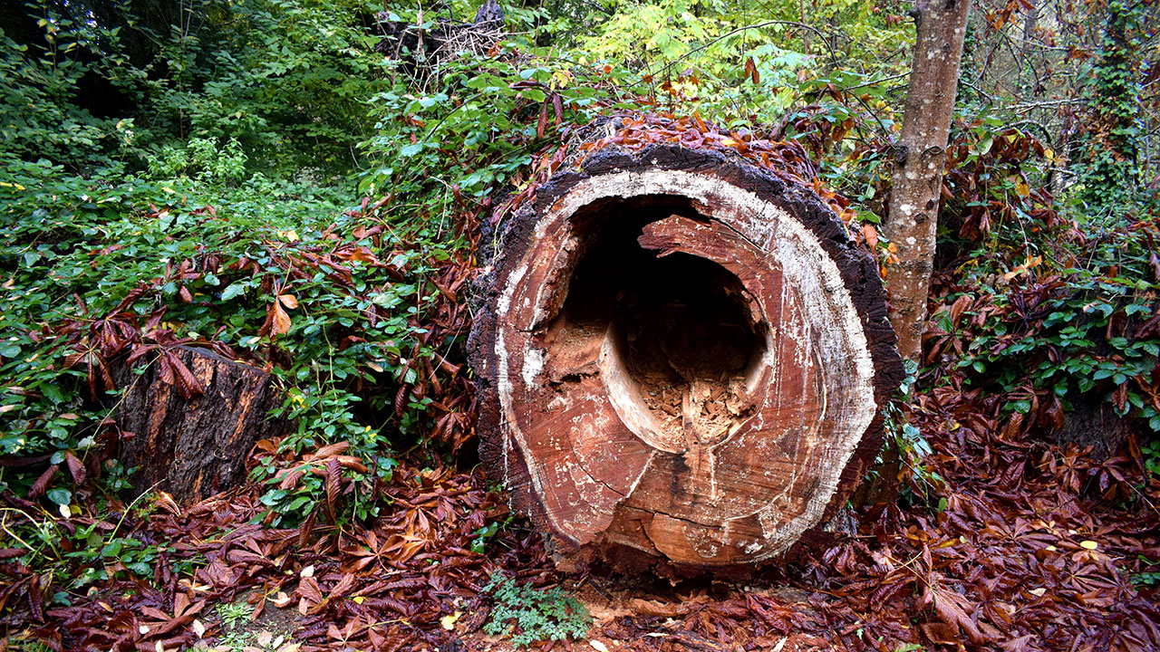 Ein gefällter Baum, der innen hohl ist.