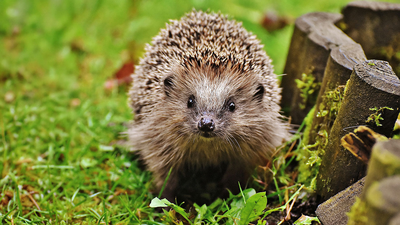 Ein Igel auf einer grünen Wiese.